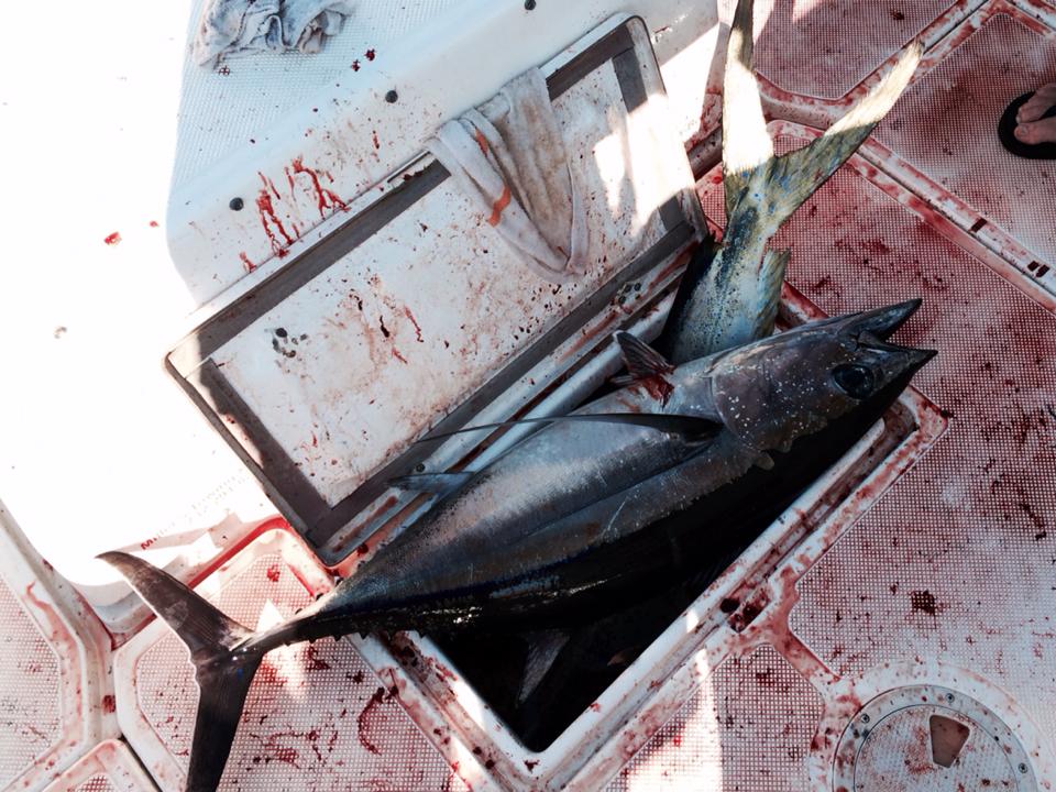 Yellowfin Tuna Offshore Canyons 