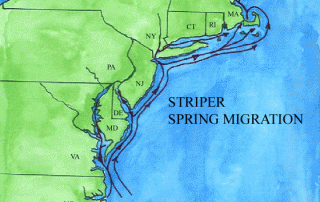 Striper Charters Ocean City NJ