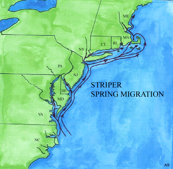 Striper Charters Ocean City NJ