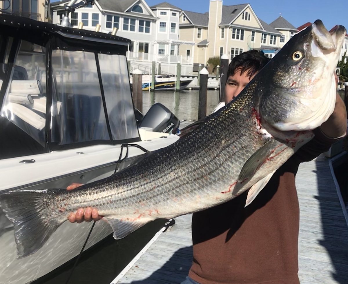 Striped Bass Fishing Ocean City NJ Moover Fishing Adventures