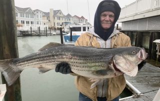 Striped Bass