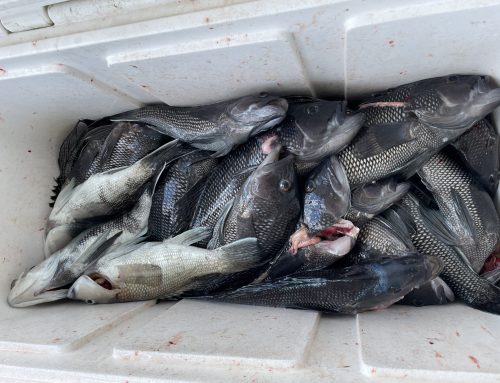 Opening day of Sea Bass