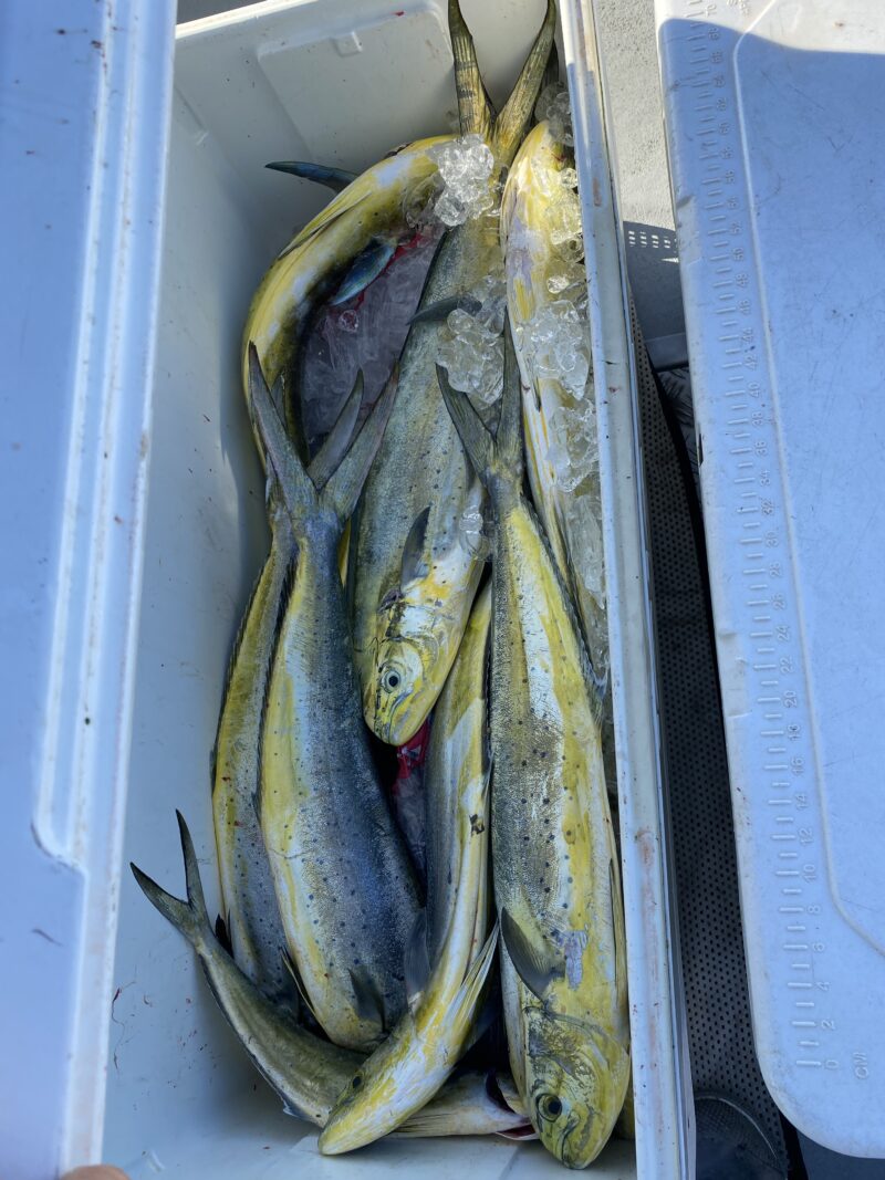 Swordfish & Mahimahi Moover Fishing Adventures