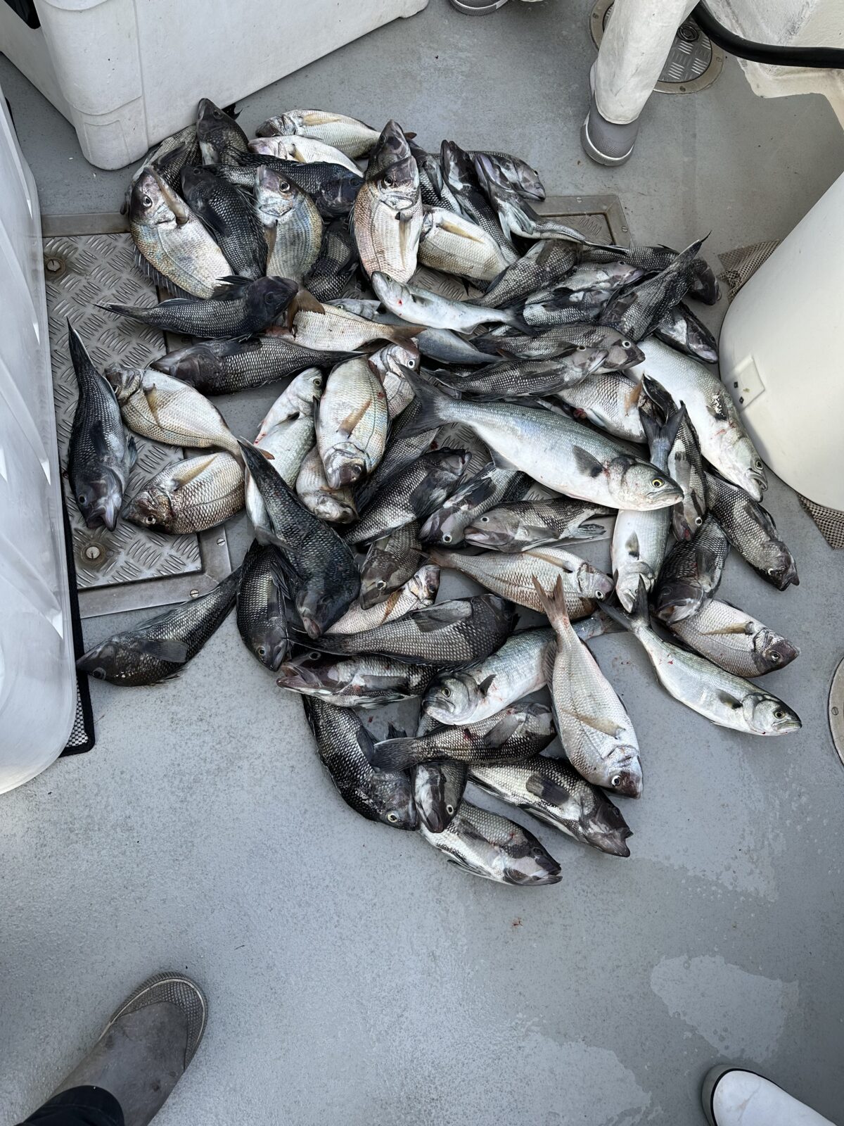 Sea Bluefish Ocean City Moover Fishing Adventures