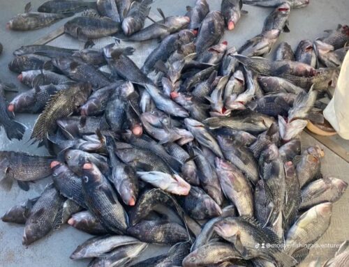 Ocean City Fishing Charters