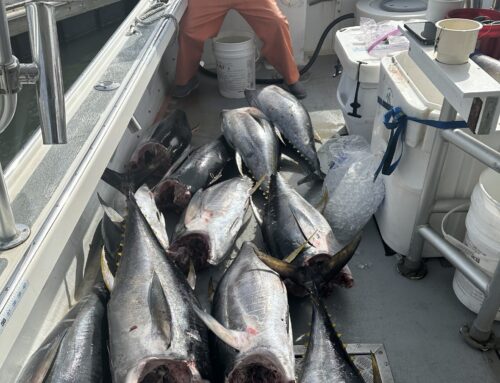 Ocean City Tuna Fishing