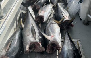 Tuna
