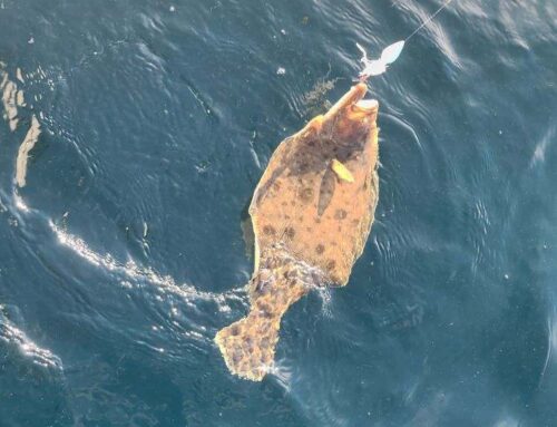 Flounder Open Boat Sunday