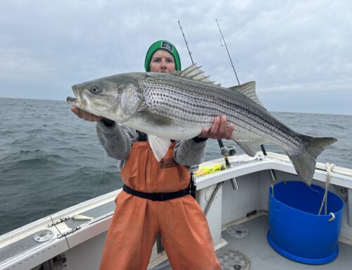 No Closure Stripped Bass 2026