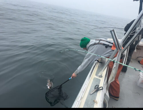 Ocean City Blackfish