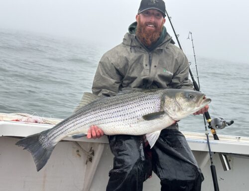 Striped Bass