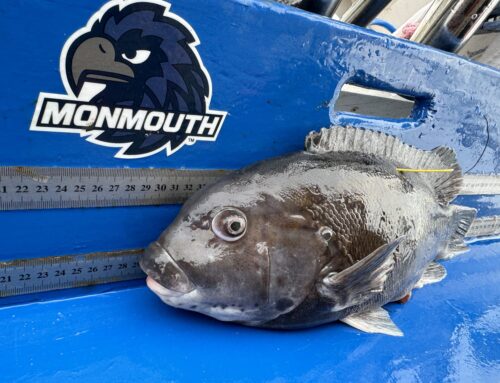 Monmouth university Blackfish Research