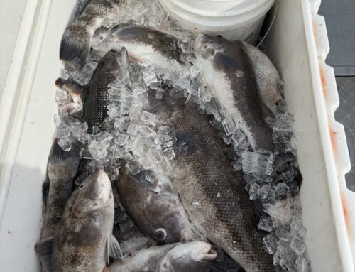 Available Tog Open Boat Dates