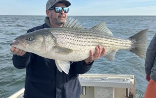 Striped Bass