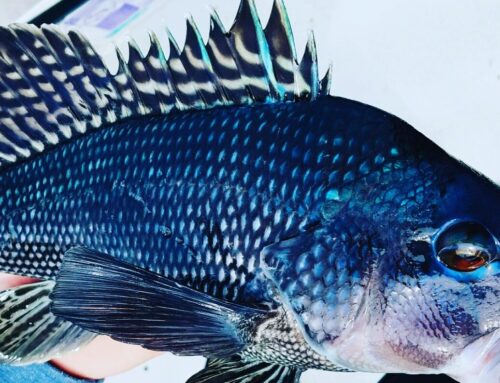 Sea Bass