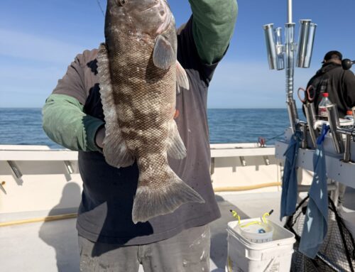 Tautog Today