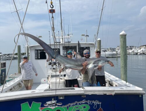Sharking Trip